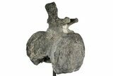 Sauropod (Barosaurus?) Caudal Vertebra w/ Metal Stand - Wyoming #356889-4